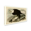 thumbnail image 2 of Trademark Fine Art 'Whiteheaded Eagleplate 31' Canvas Art by Audubon, 2 of 3