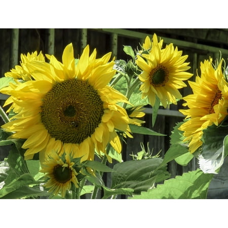 LAMINATED POSTER Close Up Flower Sunflower Summer Yellow Nature Poster Print 24 x 36