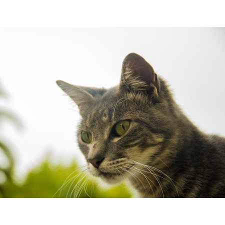 Framed Art For Your Wall Pet Outdoors Uruguay Montevideo Gray Skin Cat 10x13 Frame