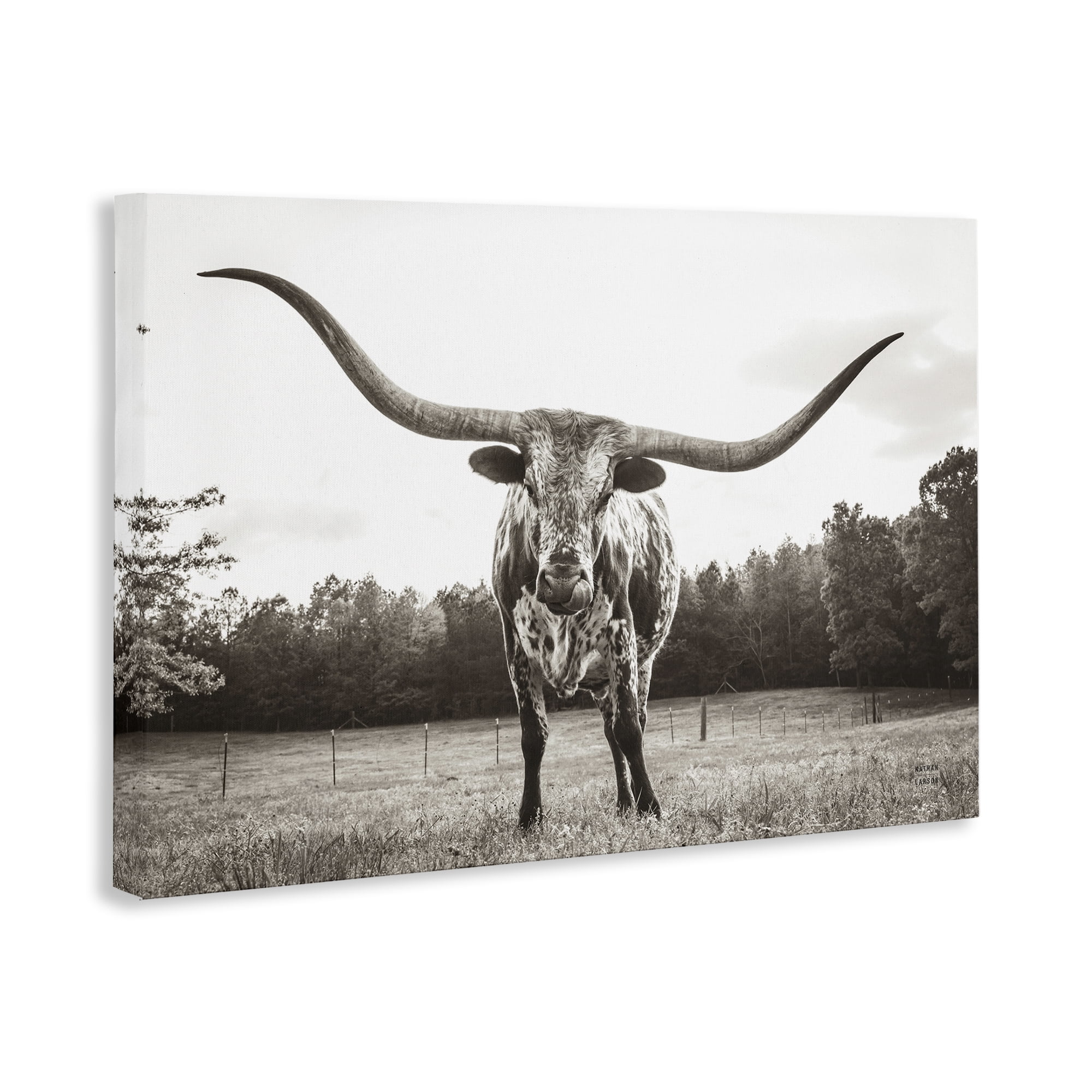 Stupell Industries Longhorn Licking Lips Animals Photography Wrapped Canvas Art Print Wall Art, 24 x 16