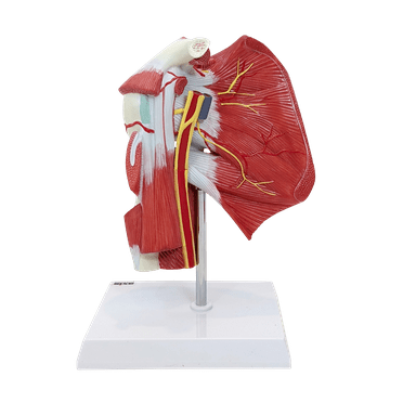 Axis Scientific Muscled Shoulder Joint Model – Shows Complete Shoulder Musculature from Rotator Cuff to Subscapular Muscles – Includes Base, Product Manual and 3 Year Warranty