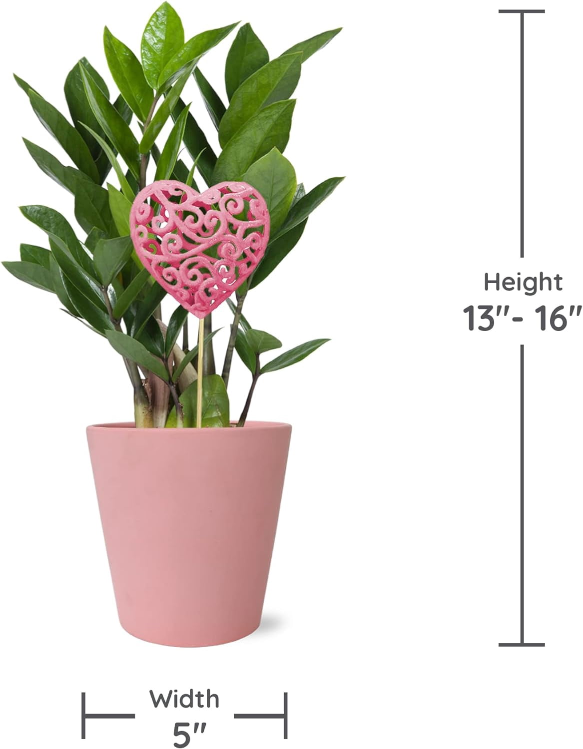 Wild Interiors 13-16" Valentine's Day ZZ Live Plant in 5" Pink Ceramic with Pink Heart, House Plant