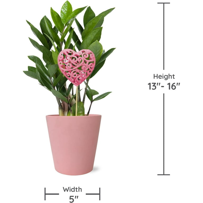 Wild Interiors 13-16 inch Valentine's Day ZZ Live Plant in 5 inch Pink Ceramic with Pink Heart, House Plant, W5063
