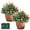 2pcs - B, variant on 2 Pack Ideaplaned Pre-lit Feel-Real Artificial Christmas Tree Urn Filler – Weatherproof with Lights & Tripod Stake, Holiday Decor for Entryways & Patios