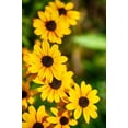 thumbnail image 4 of Seedville 500 Brown Eyed Susan Plant Seeds, Yellow petals with brown centers, 4 of 7