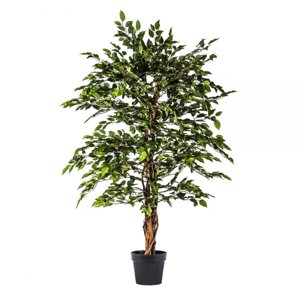 The Garden - Mini Ficus 140 Cm