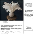thumbnail image 3 of White Pampas Grass - 10 Pampas Stems of Fluffy Pampas Grass for Wedding, Home, and Event Decor - Dr, 3 of 5