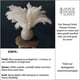 thumbnail image 3 of White Pampas Grass - 10 Pampas Stems of Fluffy Pampas Grass for Wedding, Home, and Event Decor - Dr, 3 of 5