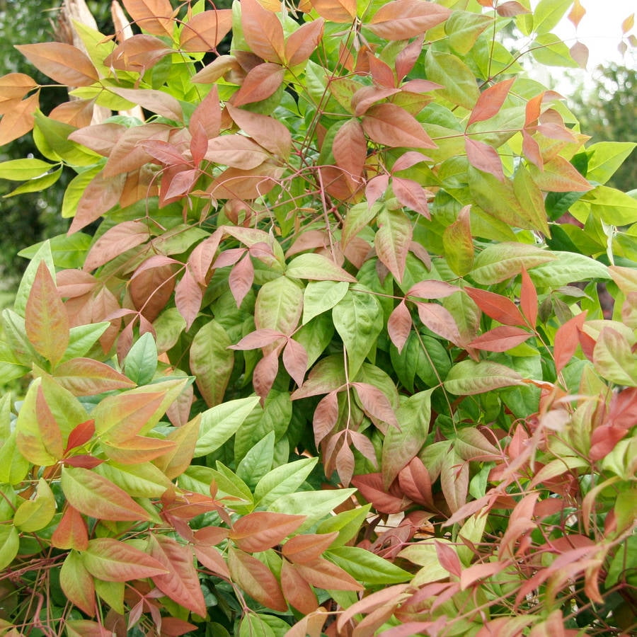 Product Review Walmart Com