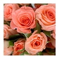 thumbnail image 3 of Bouquet de rosa spray con 9 tallos, 3 of 4