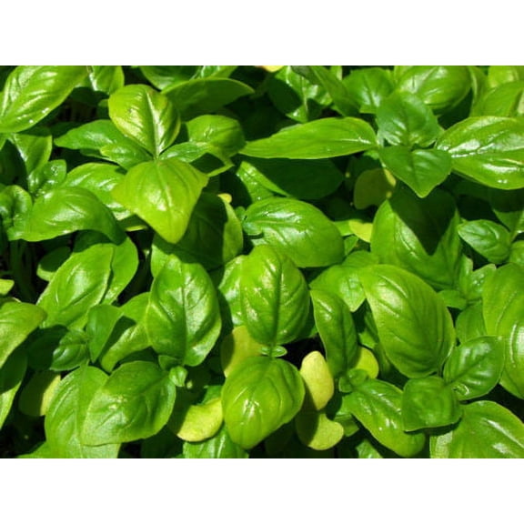 Basil Sweet Genovese Great Garden Herb BULK 30,000 Seeds