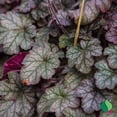 thumbnail image 4 of 1 Gallon Heuchera Raspberry Sea, 4 of 11