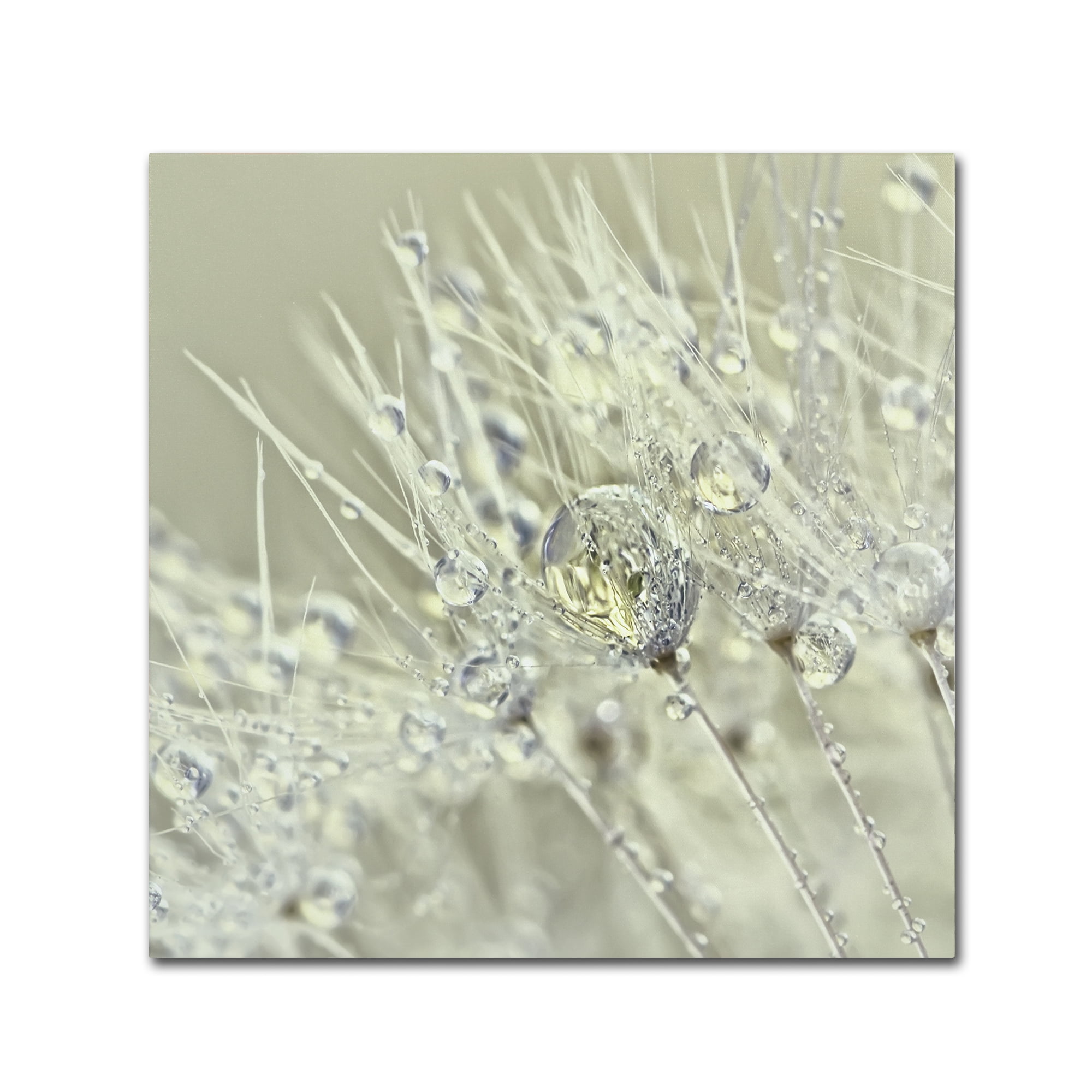 Trademark Fine Art 'Dandelion Dew III' Canvas Art by Cora Niele