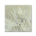 thumbnail image 2 of Trademark Fine Art 'Dandelion Dew III' Canvas Art by Cora Niele, 2 of 4