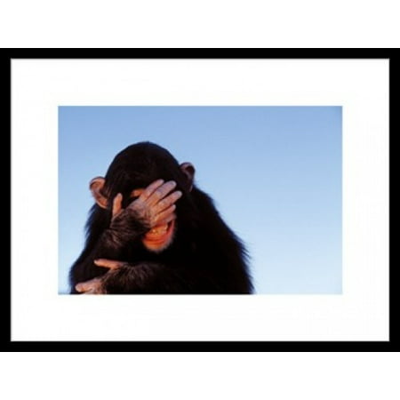 Embarrassed Chimpanzee - Tim Davis Poster Poster Print
