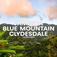 Jamaica Blue Mountain Coffee, 100% Pure, Ground Coffee, Fresh Roasted ...