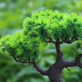 thumbnail image 2 of Artificial Pine Bonsai Simulation Green Plant Home Office Desk Decoration, 2 of 8