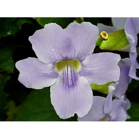 - Canvas Print Plant Bloom Orchid Tropical Flower Blossom Stretched Canvas 10 x 14