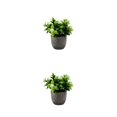thumbnail image 4 of kurtrusly Realistic Artificial Succulent Low Maintenance Elegant Easy To Clean Artificial Money Tree In Pot new whitebabysbreath 2Set, 4 of 6