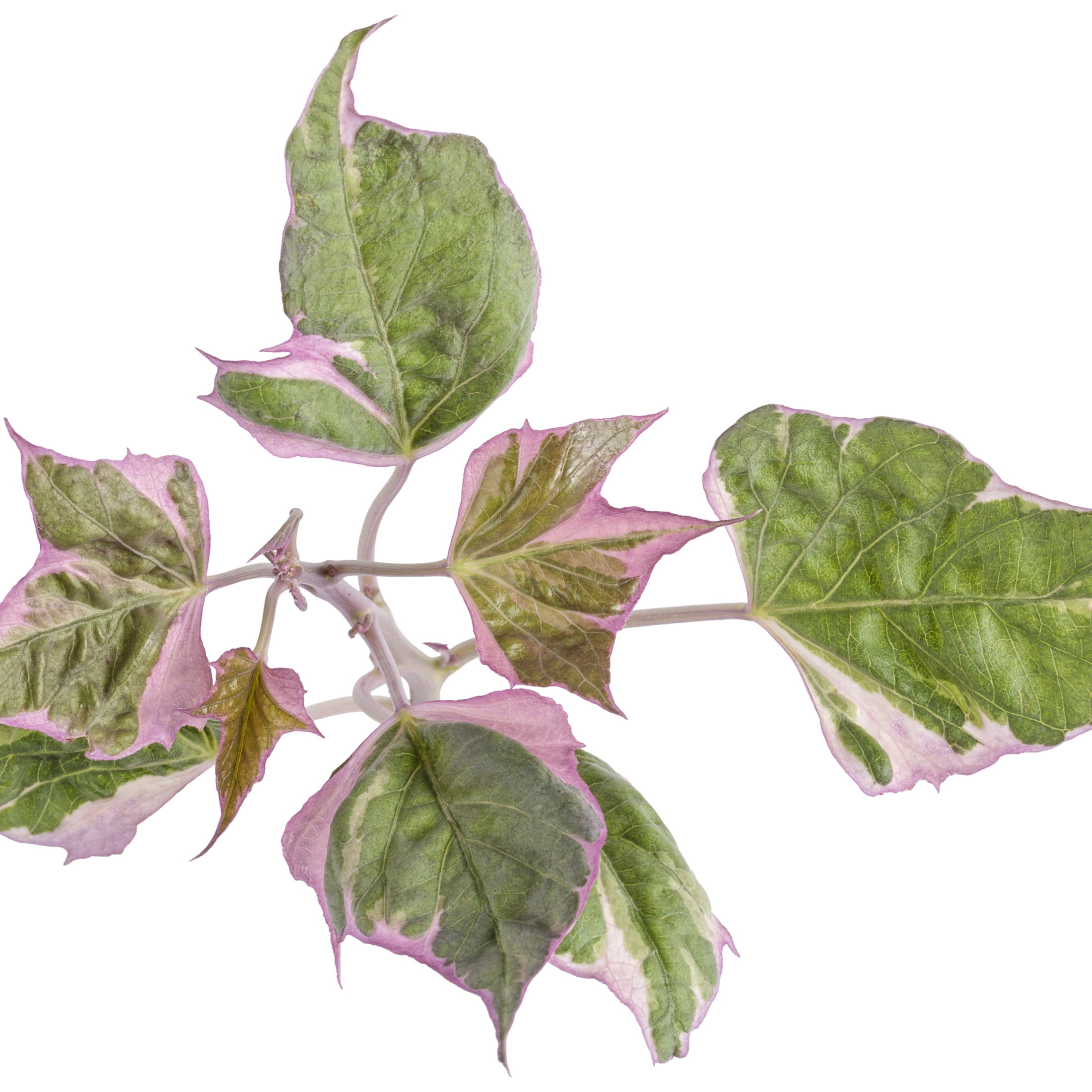 Proven Winners 4" Tricolor Sweet Potato Vine Live Plant in 4.25" Pot (4 Count)