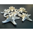 thumbnail image 4 of 12 White Knobby Starfish 2-3" Beach Wedding Decor Nautical Crafts Hobby REAL, 4 of 4