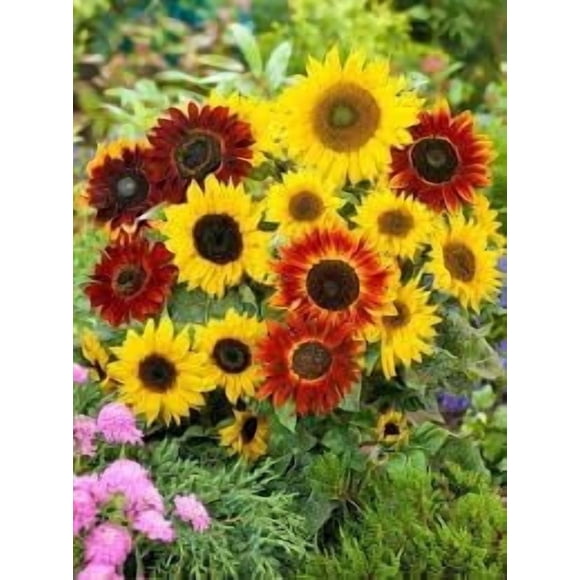 GSDWIUEW Flower Seeds Mixed 50+ Colour Fashion Sunflower Seeds Garden Variety Pack Yellow and Red Blooms Perfect Creating Eye-catching Borders Garden Focal Points or Beautiful Cut Flower Arrangements.
