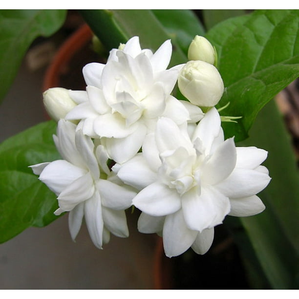 Arabian Tea Jasmine Plant Belle of India Sambac 2.5