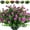 Fuchsia, variant on Viworld 12 Bundles Artificial Eucalyptus Artificial Grasses Fake Greenery Boxwood Stems Fake Plants and Greenery Springs for Farmhouse,Home,Garden,Office,Patio,Wedding and Indoor Outdoor(Eucalyptus)