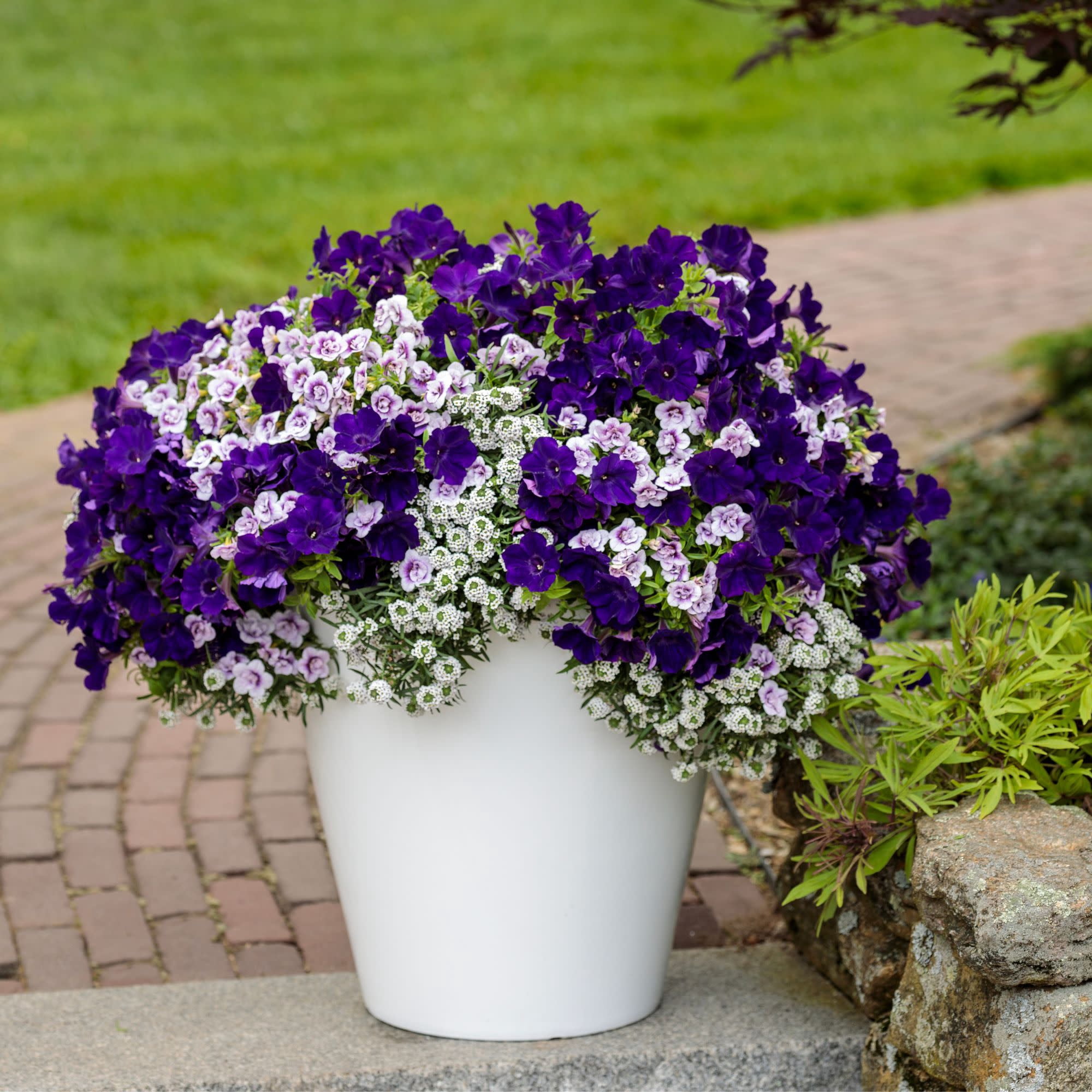 Proven Winners 4" Purple Superbells Double Twilight Calibrachoa Live Plant in 4.25" Pot (4 Count)