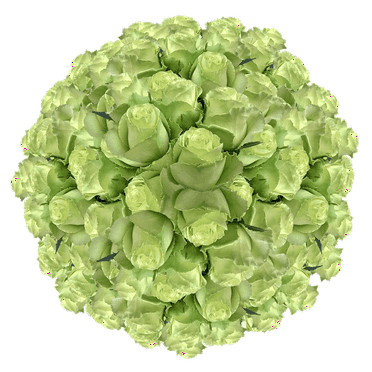 200 Stems of Green Roses- Fresh Flower Delivery