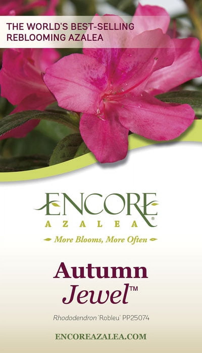 Encore Azalea Autumn Jewel (2 Gallon) Pink Flowering Shrub - Full Sun Live Outdoor Plant