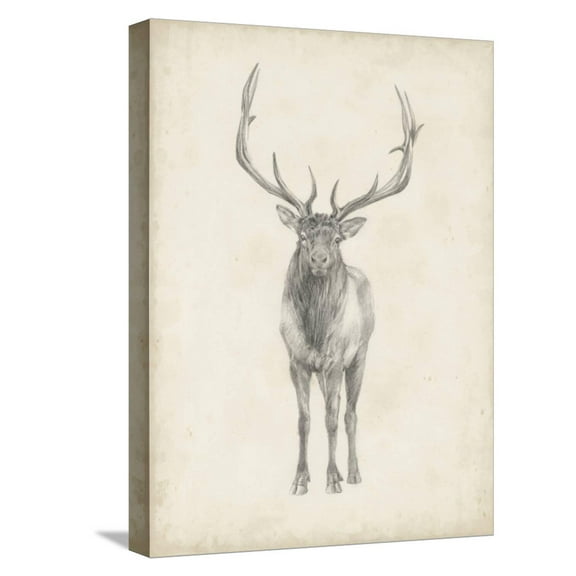 Art.com Elk Study Stretched Canvas Print Wall Art by Ethan Harper, 12" x 16"