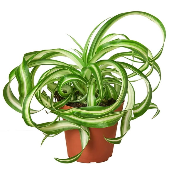 Spider Plant Bonnie Live Plant for Indoor | Different Houseplants in 4'' & 6'' Pot | Real House Plant for Living Room, Office, Desk & Bathroom | Chlorophytum Comosum | Airplane Ivy
