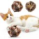 thumbnail image 1 of Catnip Stick 2 Pieces Interactive Catnip Ball Toy Cat Balls Toy Catnip Toy Kitten Catnip Toys Cat Increases Appetite and Teeth Cleaning, 1 of 5