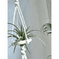 thumbnail image 4 of Wall Hanging Macrame Plant Basket for Air Plants Cotton Rope Handcrafted Boho Decor for Home Room Balcony Decoration, 4 of 6