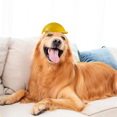 thumbnail image 4 of Pet Helmet, Dog Cat Safety Ridding Cap Motorcycle Bike Hat, Soft Padded Sun Rain Protection, 4 of 5