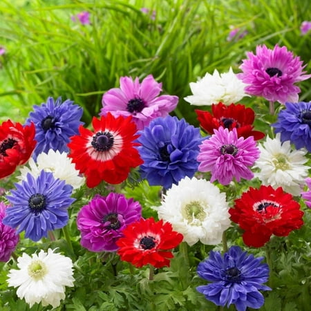 Easy to Grow Anemone St. Brigid Mix 60 Plant Bulbs, Flowers in Spring Outdoor