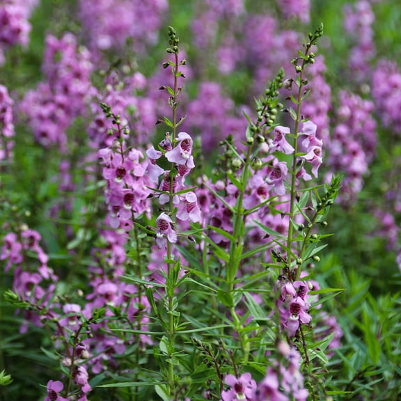 Angelonia Flower Garden Seeds - Serena Mix - Packet of 10 Seeds - Pelleted - Annual Flower Gardening - Angelonia angustifolia