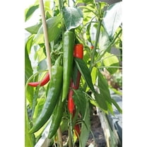 25 Seeds Organic KOREAN Dark GREEN PEPPER Lady Han Hot Chili Long Red Capsicum Annuum Seeds