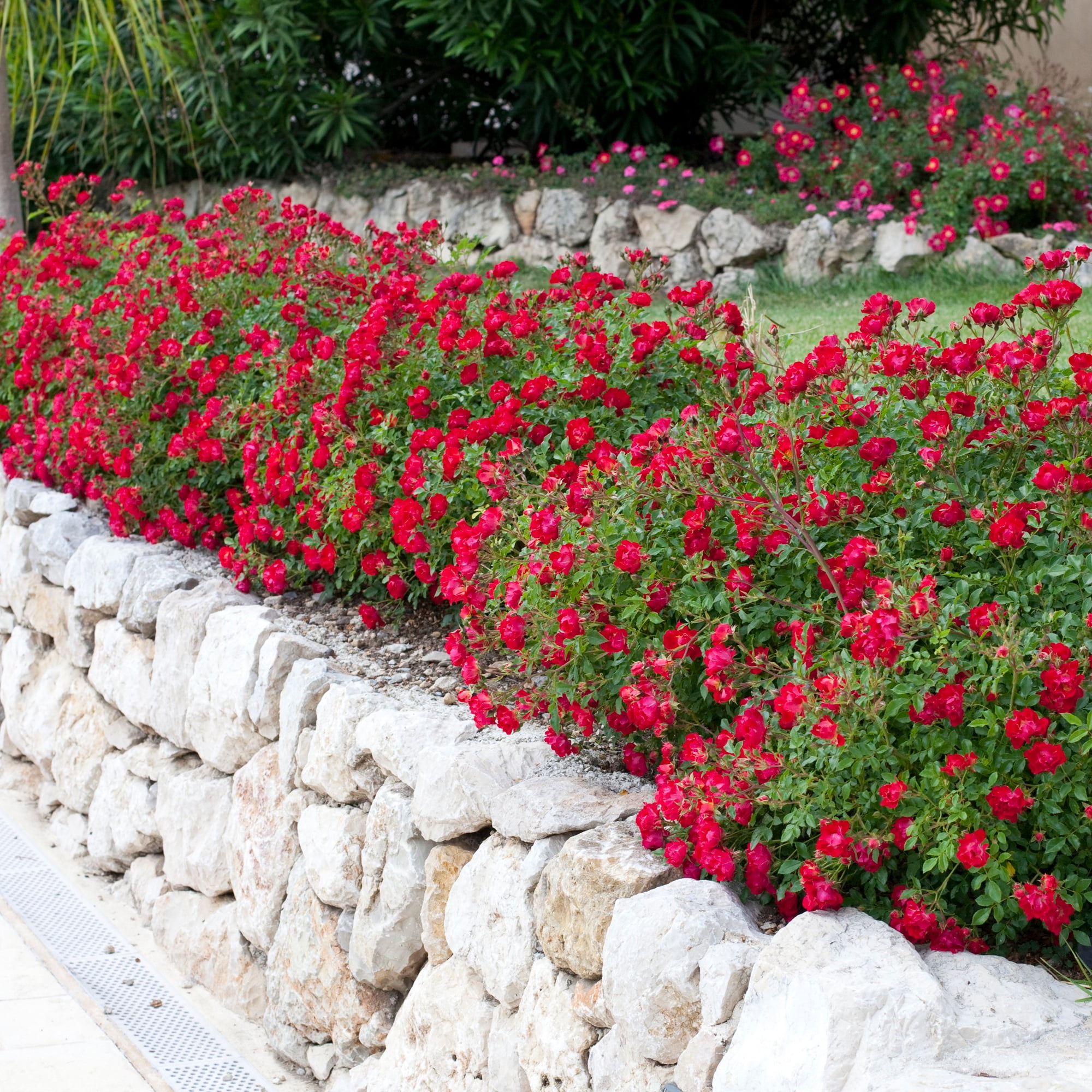 Drift Red Rose Live Shrub (2 Gallon)