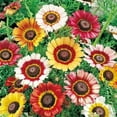 thumbnail image 4 of 100 Seeds| Painted Daisy Seeds- Chrysanthemum Seeds [BUY 3 GET 1 FREE] #N008, 4 of 4