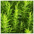 thumbnail image 5 of Everwilde Farms - 200 Rosemary Herb Seeds - Gold Vault Seed Packet, 5 of 5