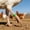 Green, variant on 50 Pack Numbered Poultry Leg Bands, 0.6 Inch Plastic ID Rings For Chickens Ducks And Geese, Clip-On Open Identification Tags For 1 To 4 Lbs Birds