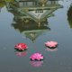thumbnail image 4 of unbranded 3Ud Con Flores De Loto Artificiales Y Almohadillas Para Jardín, 4 of 8