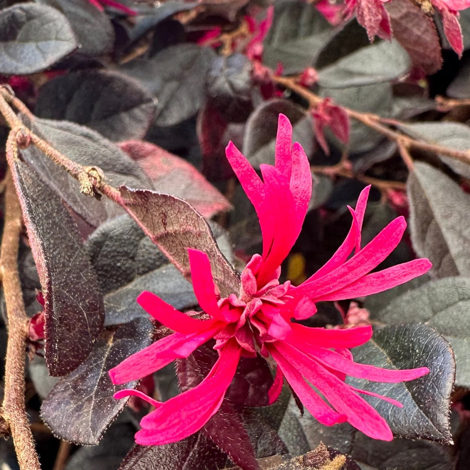 Expert Gardener 1-1.5 ft Loropetalum - Daruma Live Shurb in 3- Gallon Grower Pot