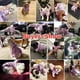 thumbnail image 5 of Sudaderas con capucha para perros de invierno con bolsillos, ropa cálida para perros pequeños, abrigo para Chihuahua, ropa para cachorros MFZFUKR  BST3005022-4, 5 of 5