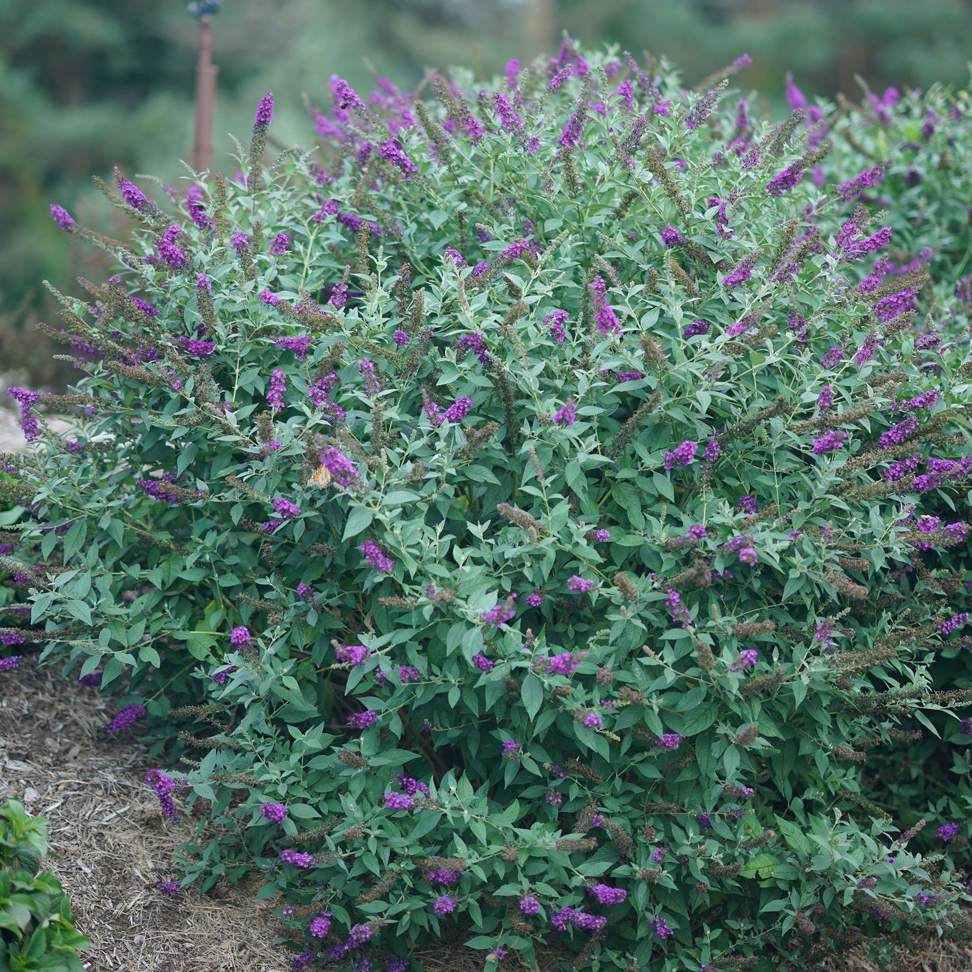 Proven Winners Miss Violet Buddleia Live Shrub (2 Gallon)