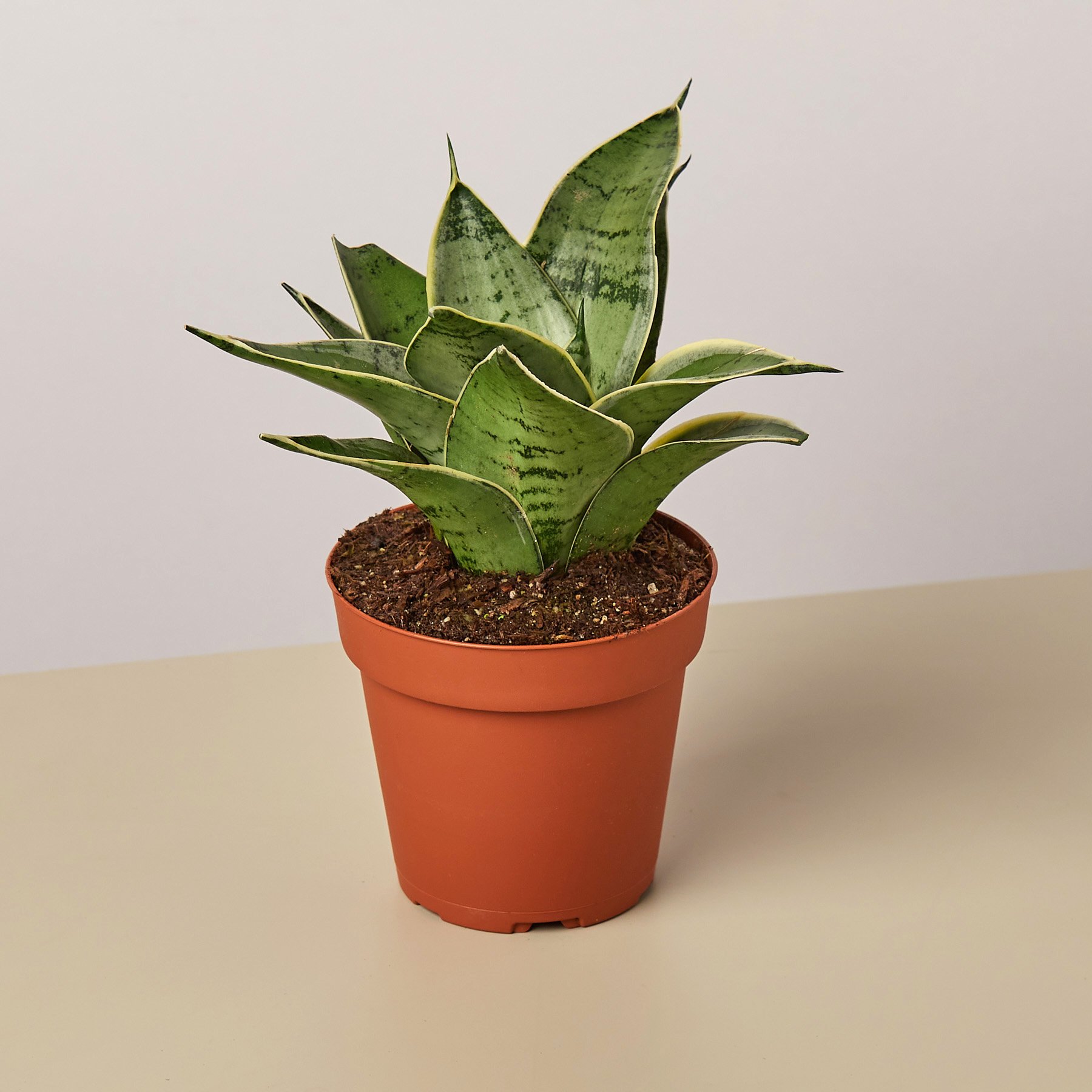 Snake Plant Starlight 4" Pot