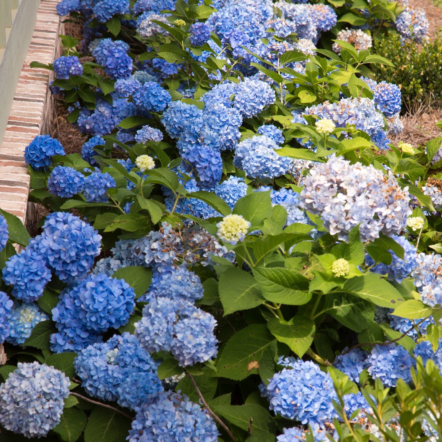 Southern Living Dear Dolores Hydrangea Live Shrub in 2-Gallon Grower Pot