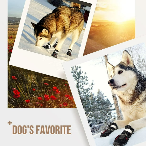 Canis wear hotsell dog boots